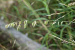 Threeflower melicgrass